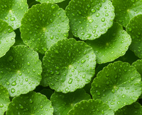Gotu Kola (Centella Asiatica)