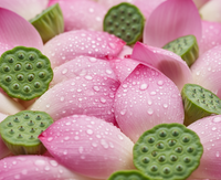 Nelumbo Nucifera (Lotus) Extract