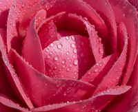 Rosa Damascena Flower Water (Rose)