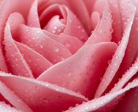 Rosa Indica Water (Rose)