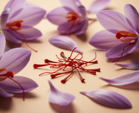 Crocus Sativus Flower Extract (Saffron)
